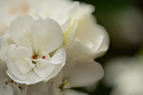 White Geranium Blossom Close Up with Soft Green Background Stock Photos