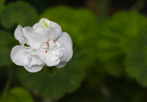 White geranium flower Stock Photos