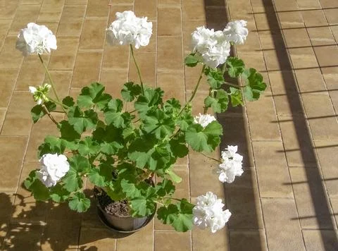 White geranium flower Stock-Fotos