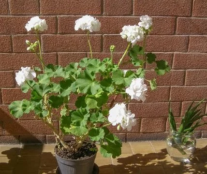 White geranium flower Foto stock