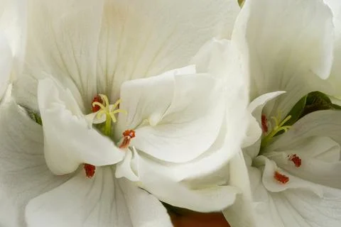 White Geranium Flowers Macro Close Up in Natural Light Stock Photos