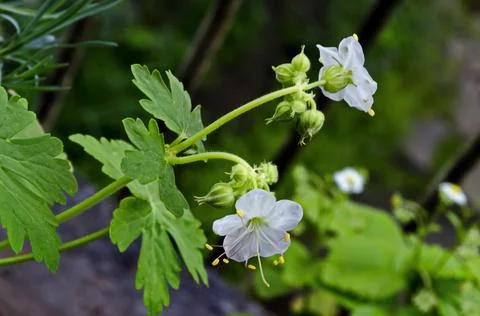White geranium macrorosium or crane's bill flower Stock Photos