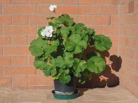 White geranium plant scient. class. Geraniales Foto stock