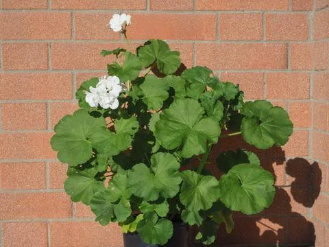 White geranium plant scient. class. Geraniales Stock Photos