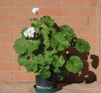 White geranium plant scient. class. Geraniales Stock Photos