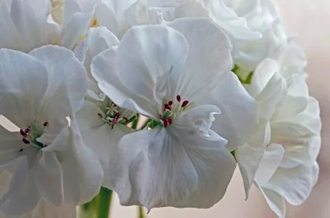 White geranium in a pot, macro Stock Photos