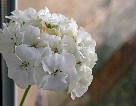 White geranium in a pot, macro Foto stock