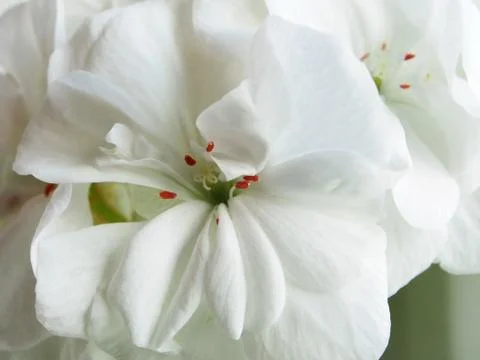 White geranium in a pot, narrow focus area Stock Photos
