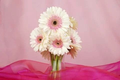 White Gerber daisy flowers isolated on light pink background Stock Photos