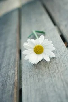 White gerber daisy Stock Photos