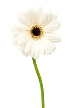 White gerber Foto stock