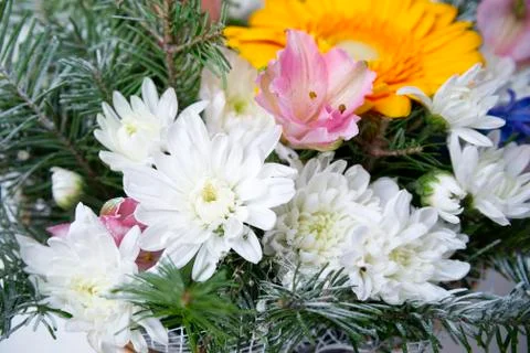 White gerbera close up Stock Photos