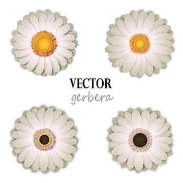 White gerbera collection. Stock Illustration