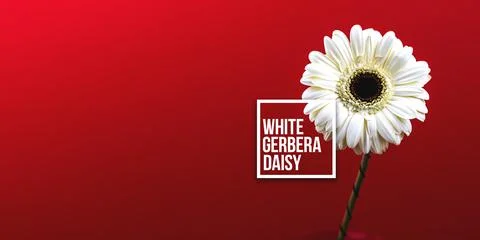 White gerbera daisy background with text sign, banner size and copy space com Foto stock