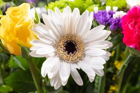 White Gerbera Daisy Stock Photos