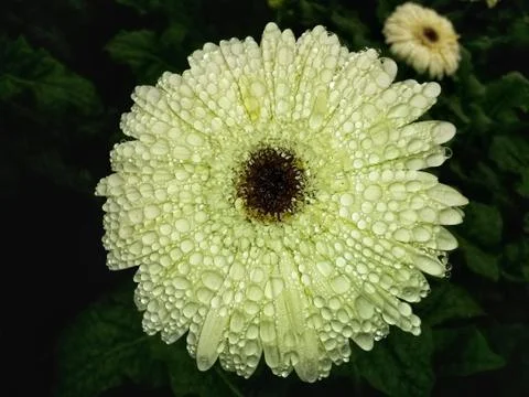 White gerbera with dew drops Foto stock