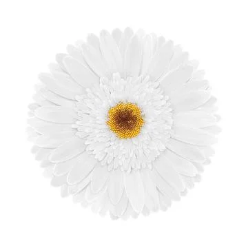 White gerbera flower macro isolated on transparent background. Realistic Gerber Ilustración de archivo