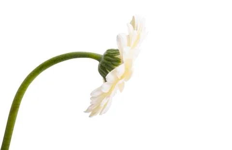 White gerbera isolated Stock Photos