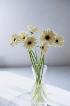 White gerberas with a dark centre, placed in a clear glass vase Stock Photos