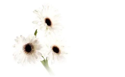 White gerberas Stock Photos