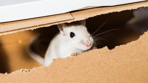White gerbil looking out of a box Stock Photos