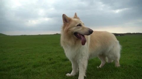 White German Shepherd Dog Video stock 107095902