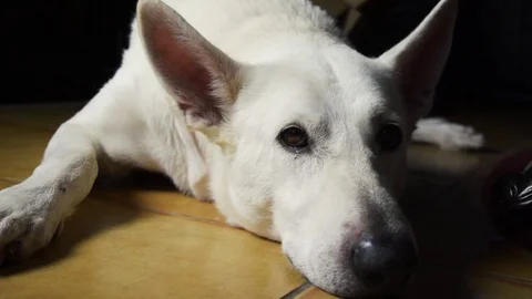 White German Shepherd  Stock Footage 76903683