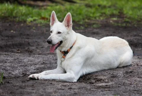 White German Shepherd Stock Photos