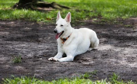 White German Shepherd Stock Photos
