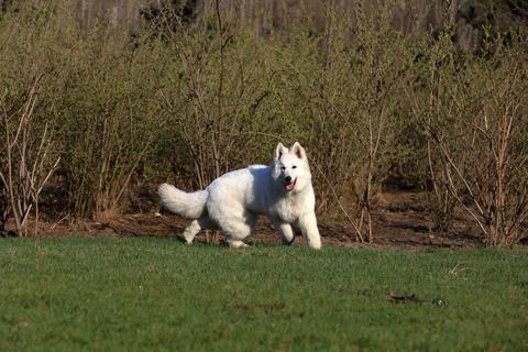White German Shepherd Stock Photos