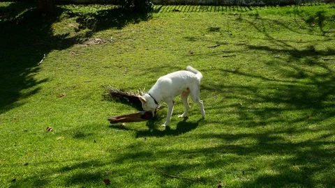 White German Shepherd playing Stock Footage 90636605