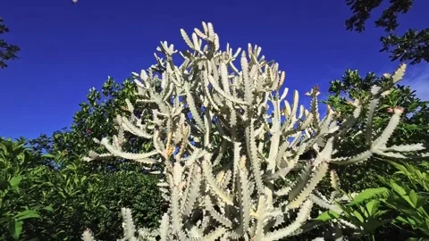 White ghost cactus under blue sky Stock Footage 339072131