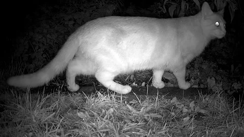 White Ghost Cat with Glowing Eyes Stalking Through Misty Countryside at Night Stock Footage 325660623