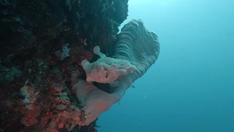 White giant frogfish on reef wall Vídeos de archivo 314383799