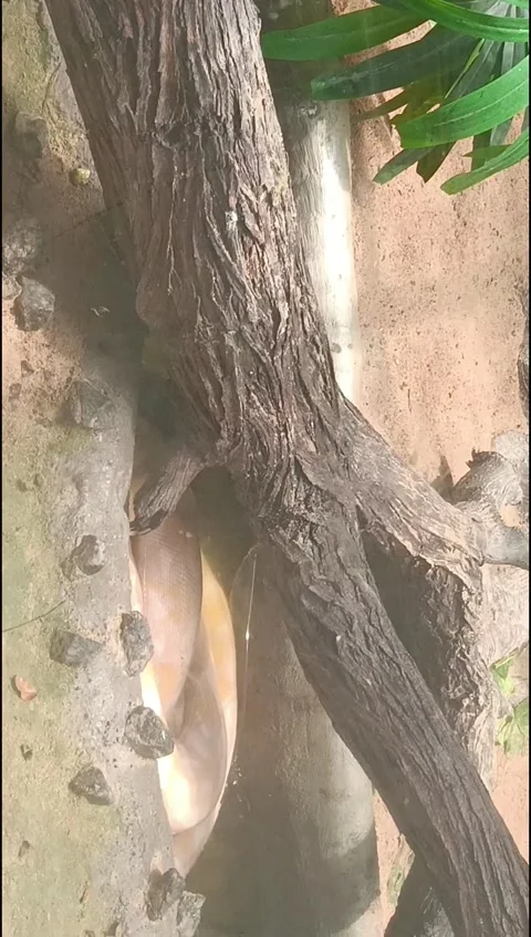 White giant python snake hunter Stock Footage 272811334