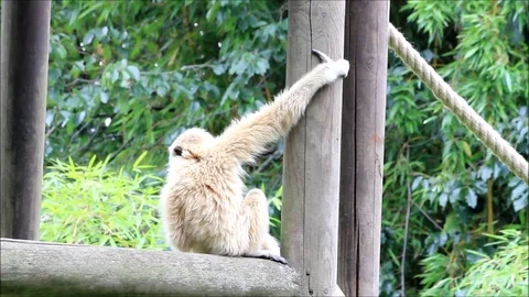 White gibbon ape sitting on wood Stock Footage
