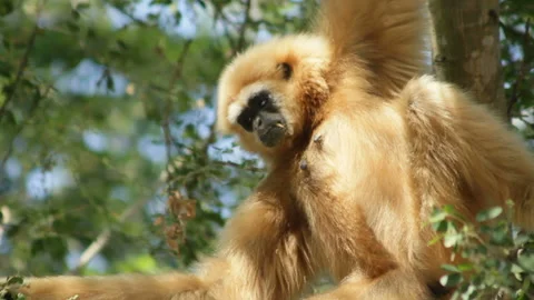 White Gibbons Monkey Hanging in Tropical Jungle Forest Wild Endangered Stock Footage 321624798