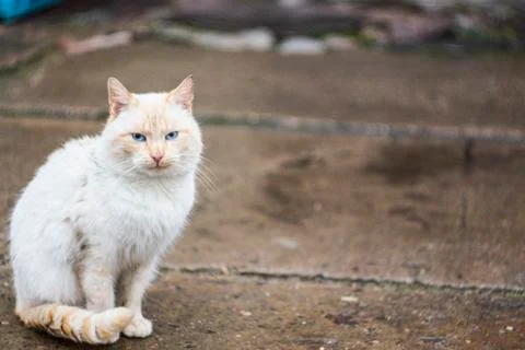 A white-ginger cat close up Stock Photos