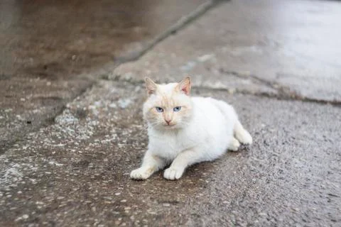 A white-ginger cat close up Stock Photos