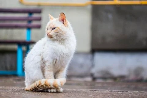 A white-ginger cat close up Stock Photos
