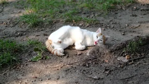 White - ginger cat scratches its back while rolling on the ground Stock Footage 160813853
