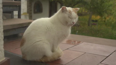 White ginger cat sitting on tiled patio grooming in garden Видео 348607099