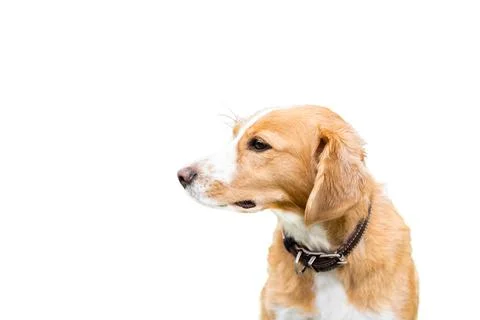 White ginger dog Stock Photos
