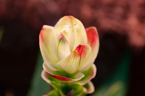 White ginger flower. Macro close up. Soft background Stock Photos