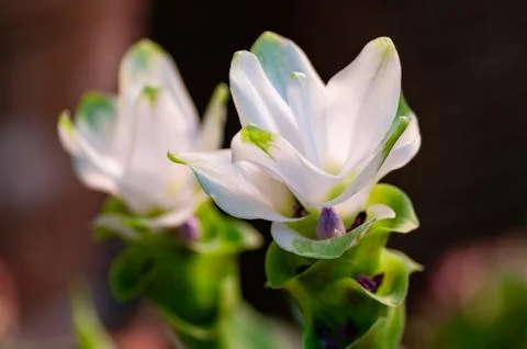 White ginger flower. Macro close up. Soft background Stock Photos