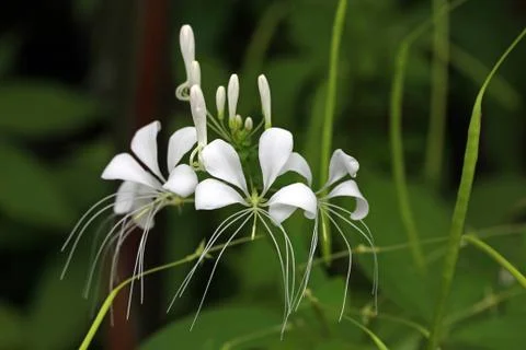 White ginger flower Stock Photos