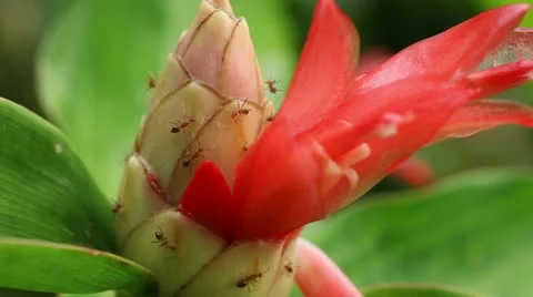 White Ginger Flower, Red Ants, Botanical Garden Macro Vídeo Stock 12448931