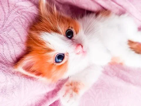 White ginger kitten on a pink background Stock Photos