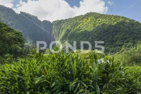 White ginger lily (Hedychium coronarium) in the foreground at Hiilawe Falls, Wa Stock Photos
