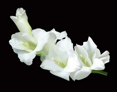 White gladiolus Stock Illustration
